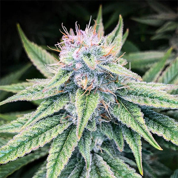 Blood Diamond OG Feminized Seeds