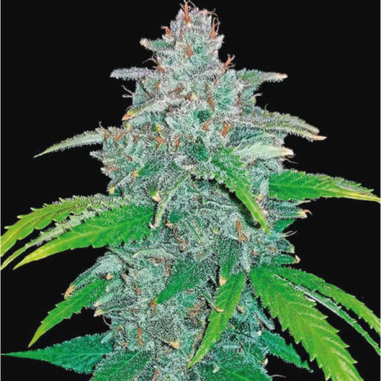 Blue Dream Autoflower Seeds