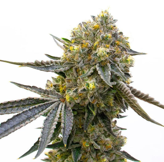 Bruce Banner x Chocolope Feminized Seeds