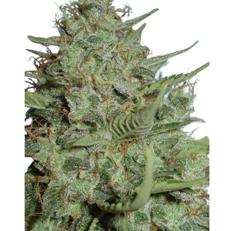 California Dream Feminized Seeds