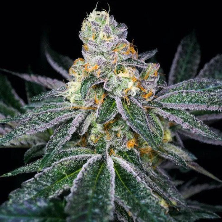 Candyland Feminized Seeds