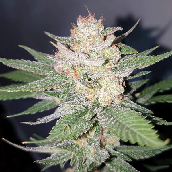 Cherry Pie Feminized Seeds