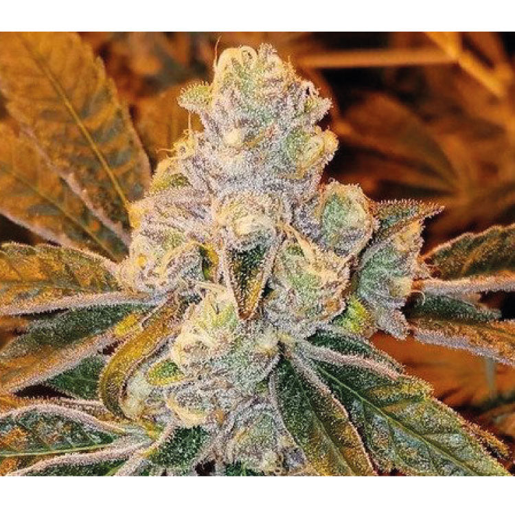 Chronic Widow Feminized Seeds