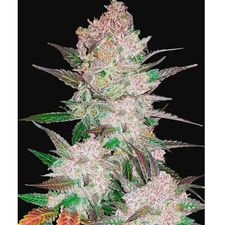 Cookies & Cream Autoflower Seeds