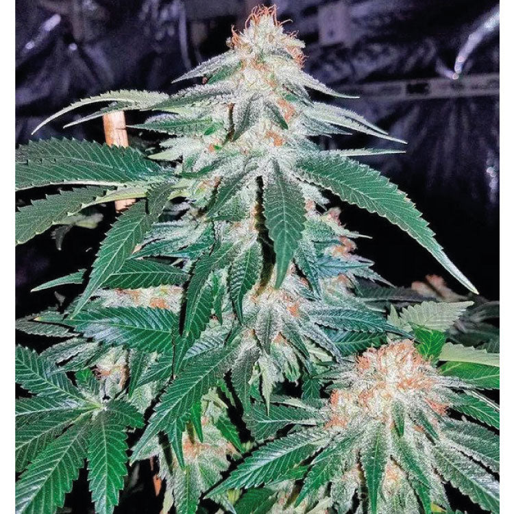 Critical Bubba Kush Feminized Seeds