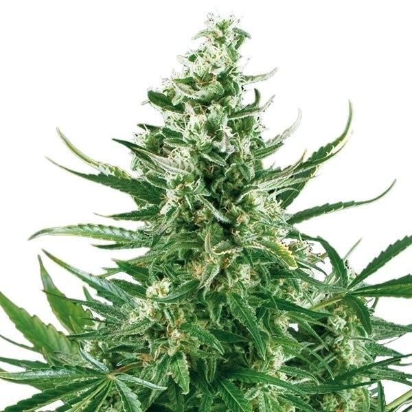 Critical Sunset Autoflower Seeds