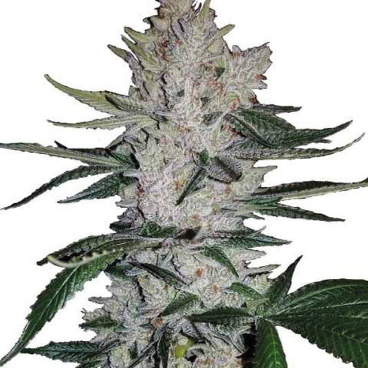 Gorilla Glue Feminized Seeds