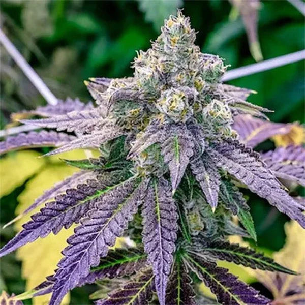 Grape Ape Autoflower Seeds