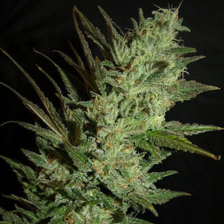 Grapefruit Autoflower Seeds