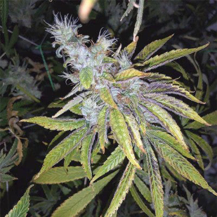 Kushberry Feminized Seeds