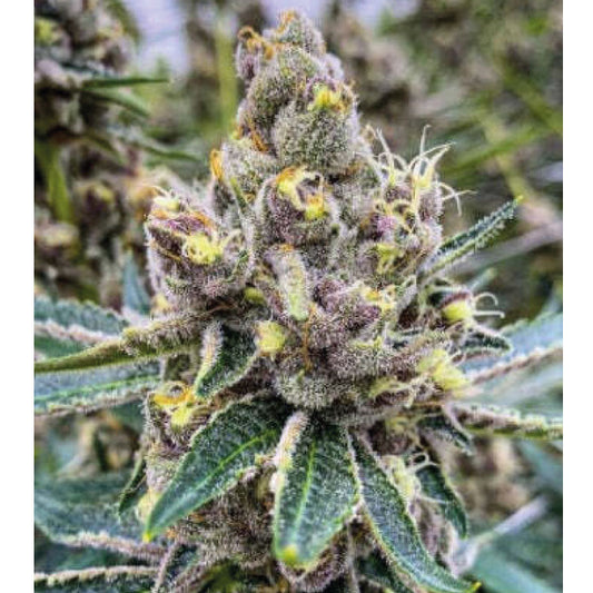 Lava Cake Feminized Seeds Seeds