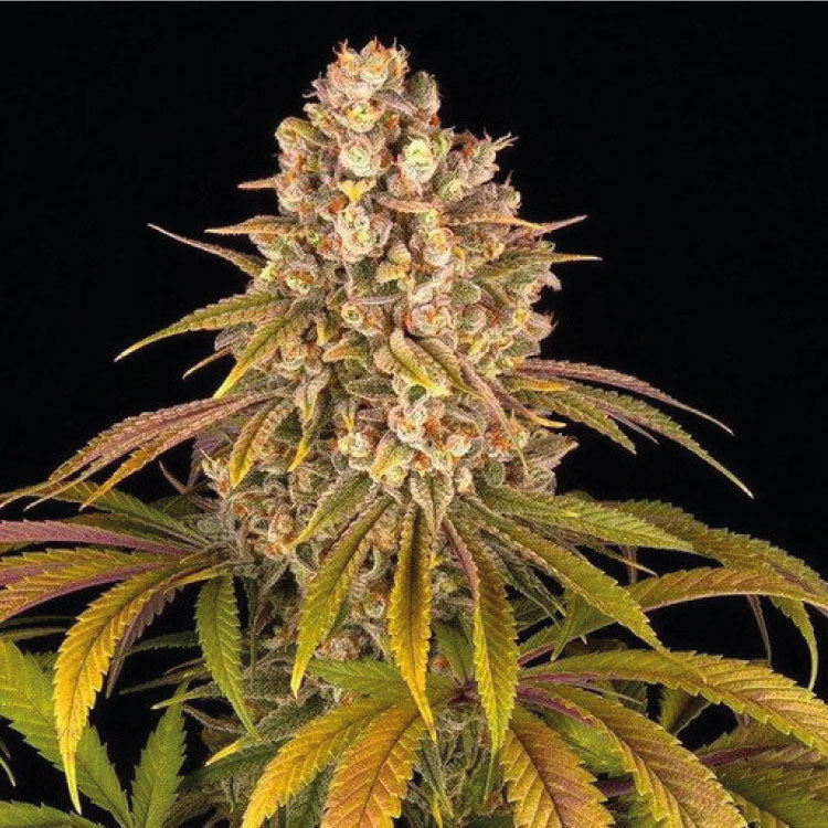 Lemon Tree Feminized Seeds