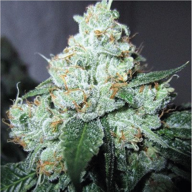 Louis XIII OG Feminized Seeds