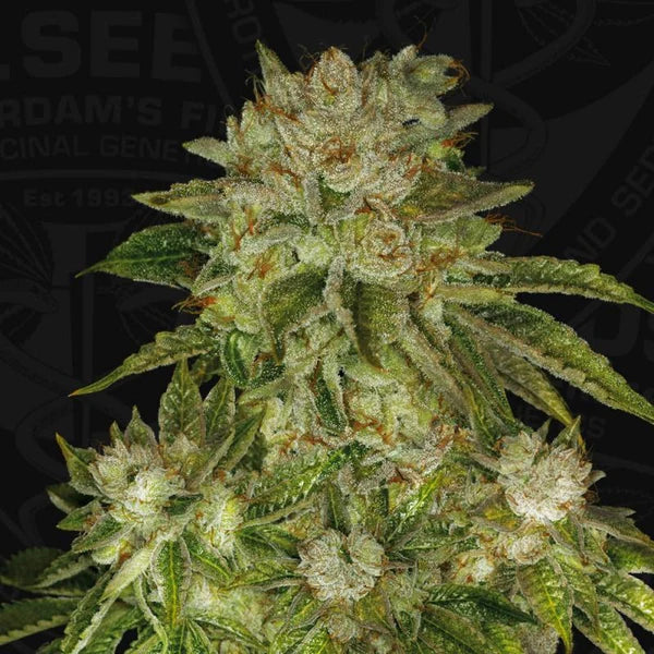 MK Ultra Feminized Seeds