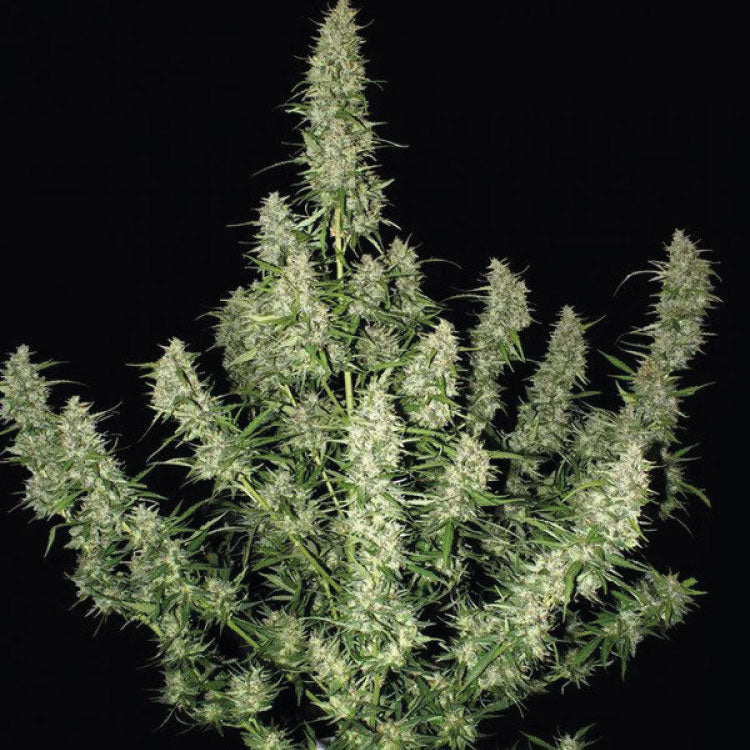 Magnum Autoflower Seeds