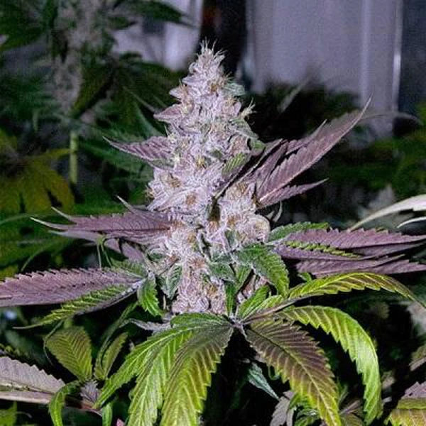 Mendozino Purple Kush Feminized Seeds