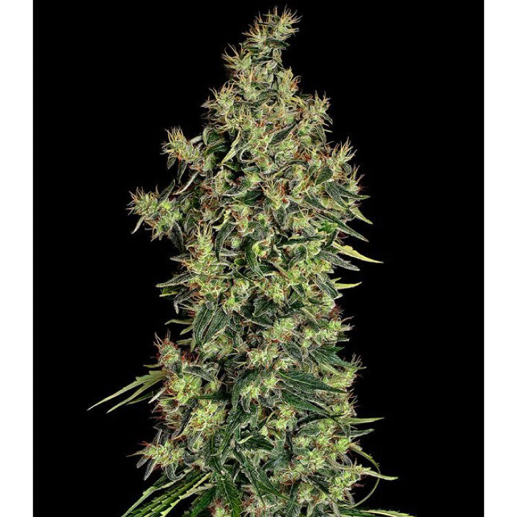 Mexican Haze Feminized Seeds