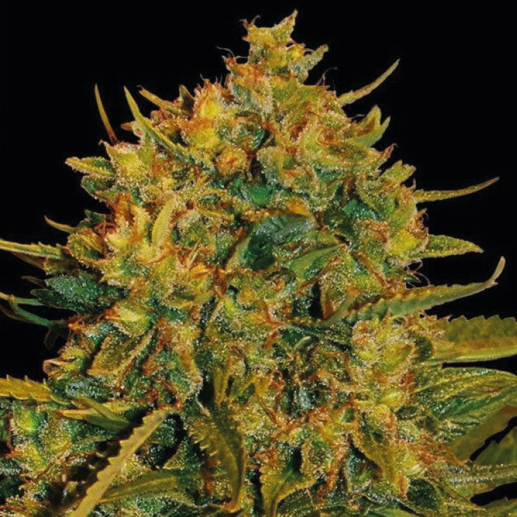 Northern Light x Big Bud Feminized Seeds