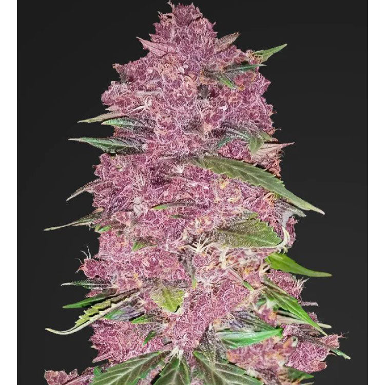 Purple Lemonade Autoflower Seeds