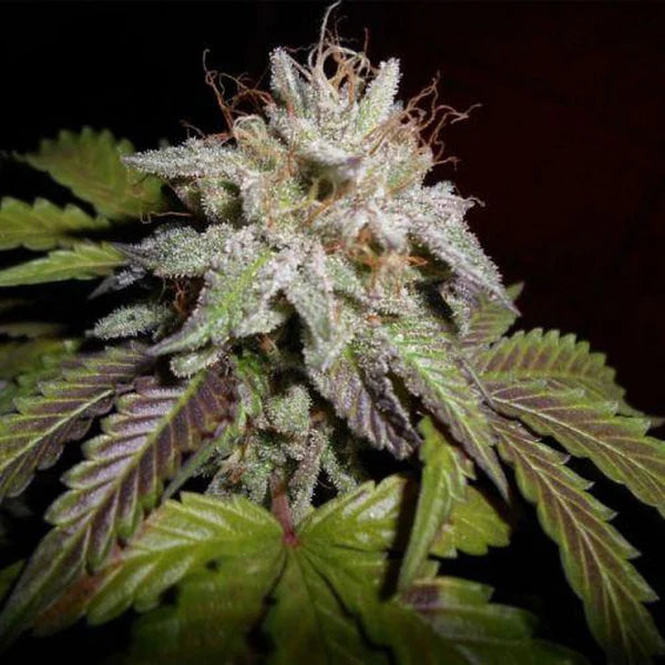 Sunset Sherbet Feminized Seeds