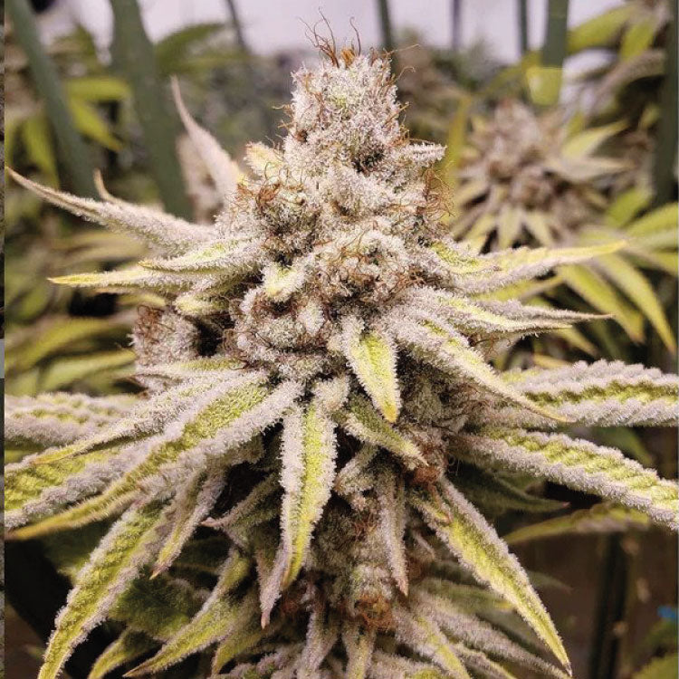 White Fire Alien Kush Feminized Seeds