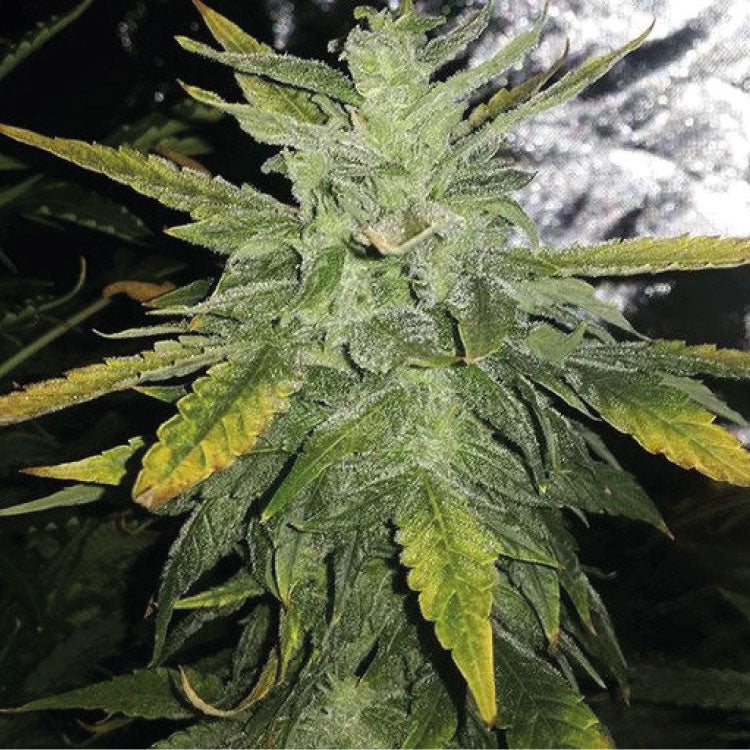 White LSD Autoflower Seeds