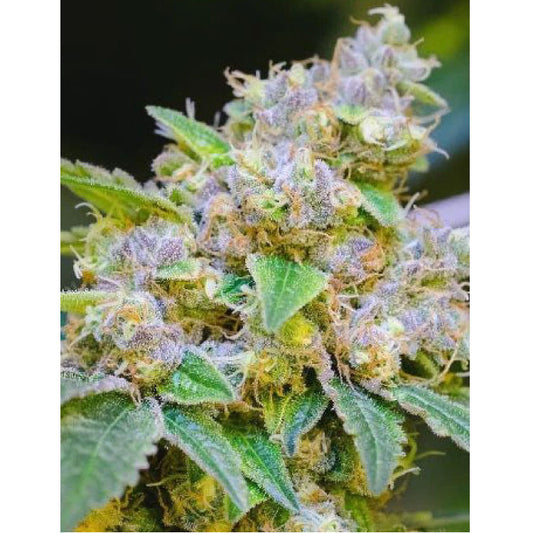 Birthday Cake Feminized Seeds