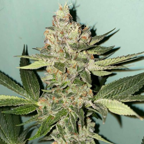 Biscotti Feminized Seeds