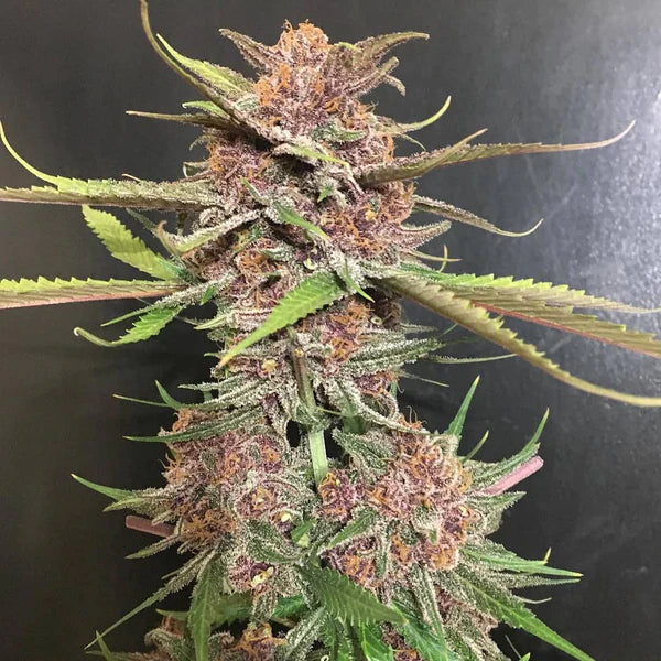 Black Cherry Soda Feminized Seeds